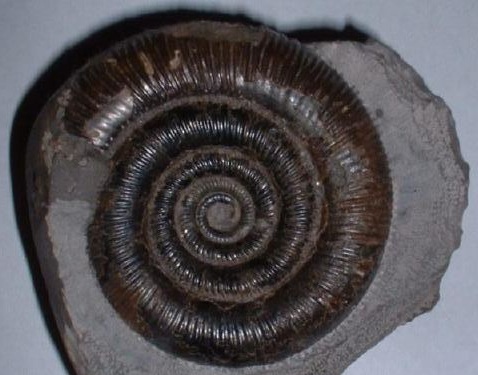 Dactylioceras.jpg