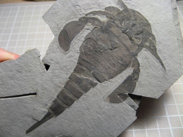 Eurypterus.jpg