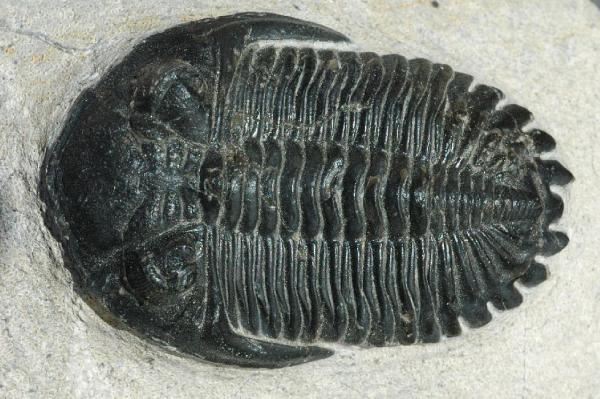 Metacanthina.jpg